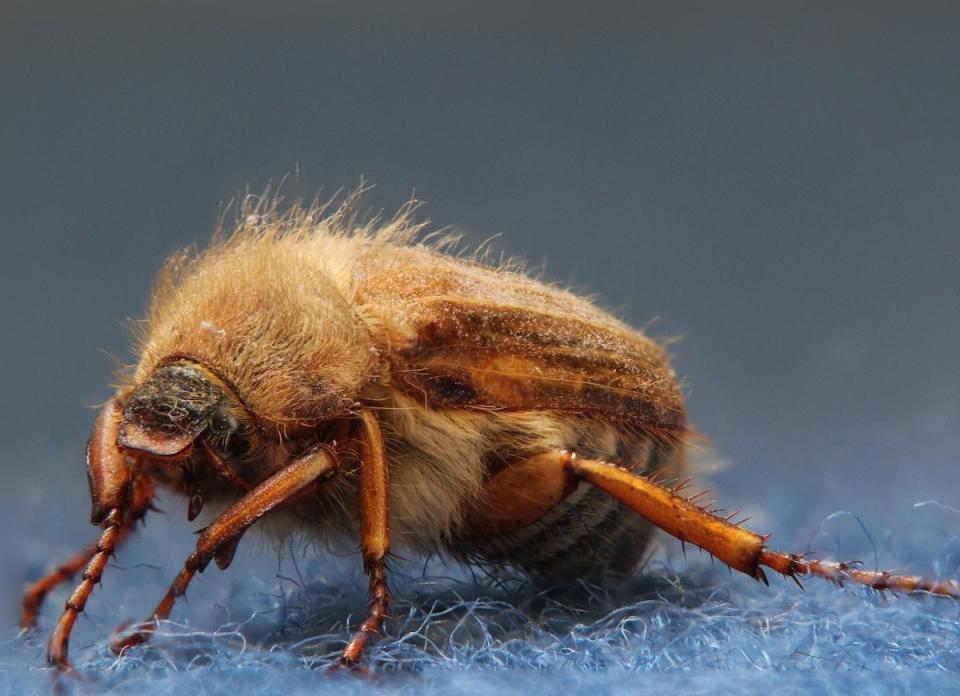 closeup photo of adult carpet beetle