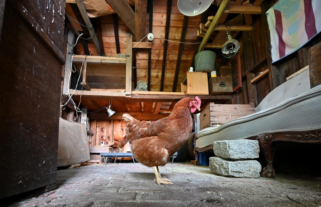 FITCHBURG - Joe Smeraldi keeps five chickens as pets in Fitchburg and is involved in a protracted legal battle with the city about whether or not the animals kept as pets count as "agriculture" which is would not be allowed under zoning ordinances.