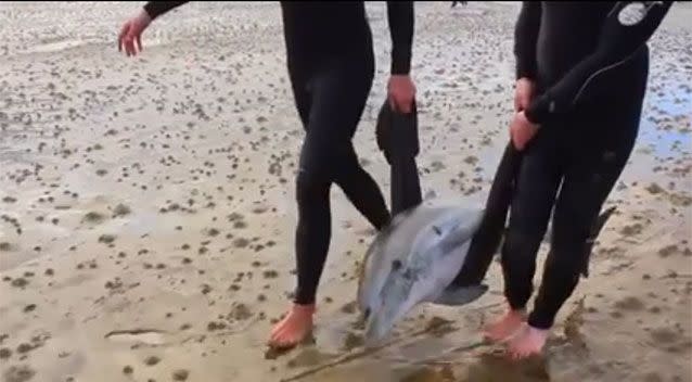 Two surfers hoist a dolphin with a beach towel and carry it back to the ocean. Source: Fergus Sweeney