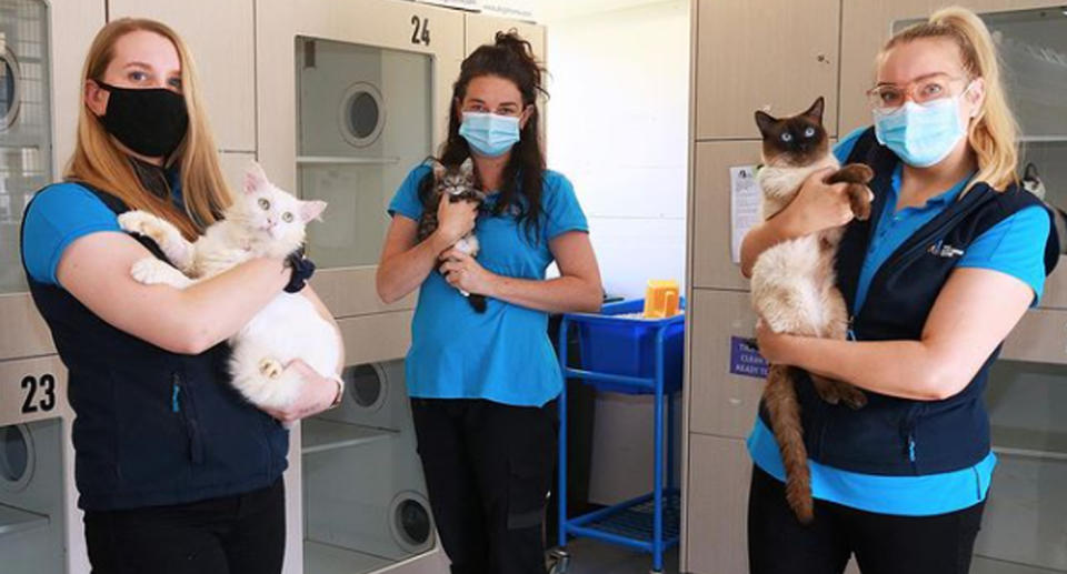 The Lost Dogs' Home volunteers hold up cats that need to be adopted urgently 