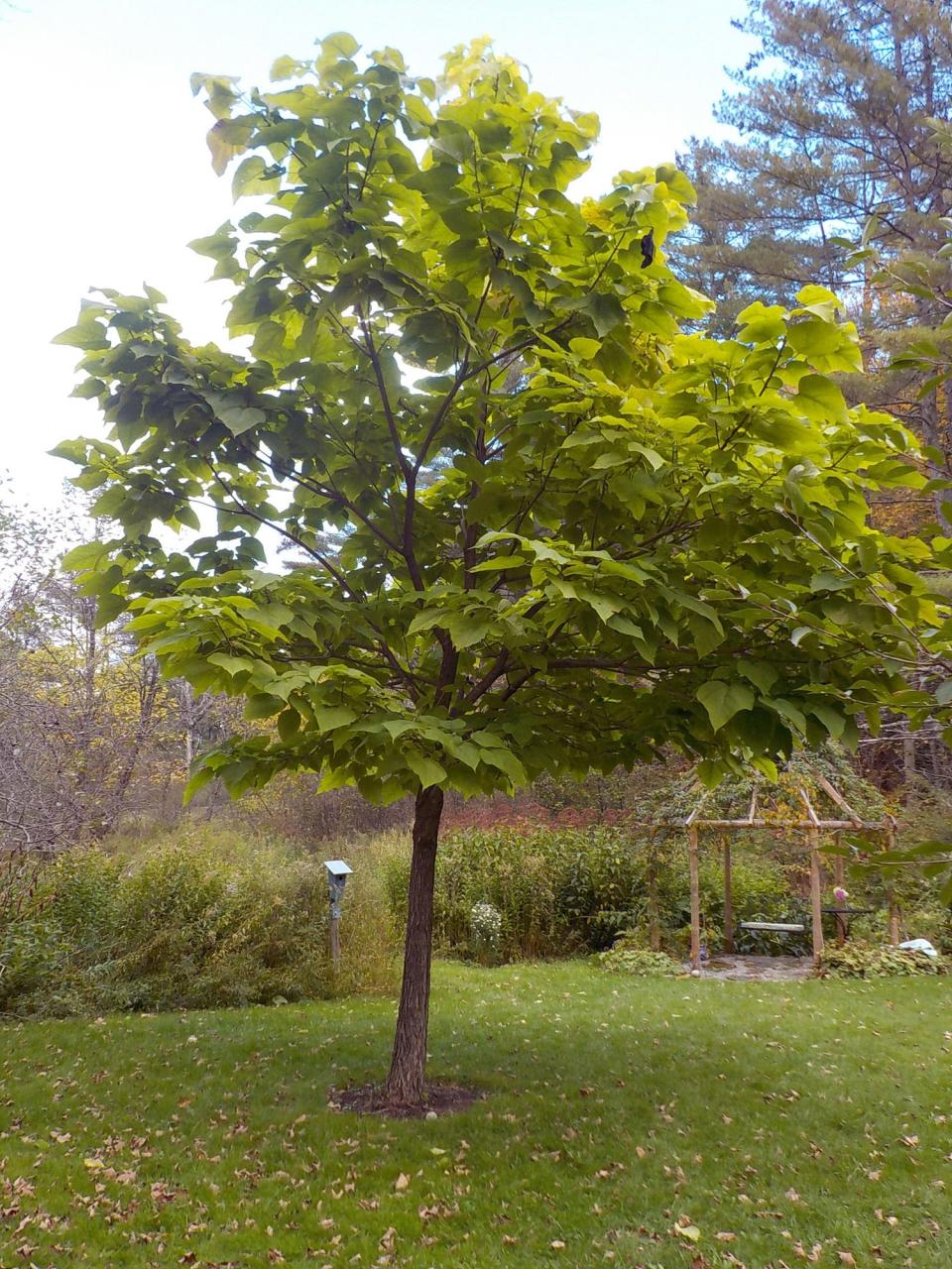 Henry pruned off the lower branches of this catalpa tree to make space for chairs beneath it.