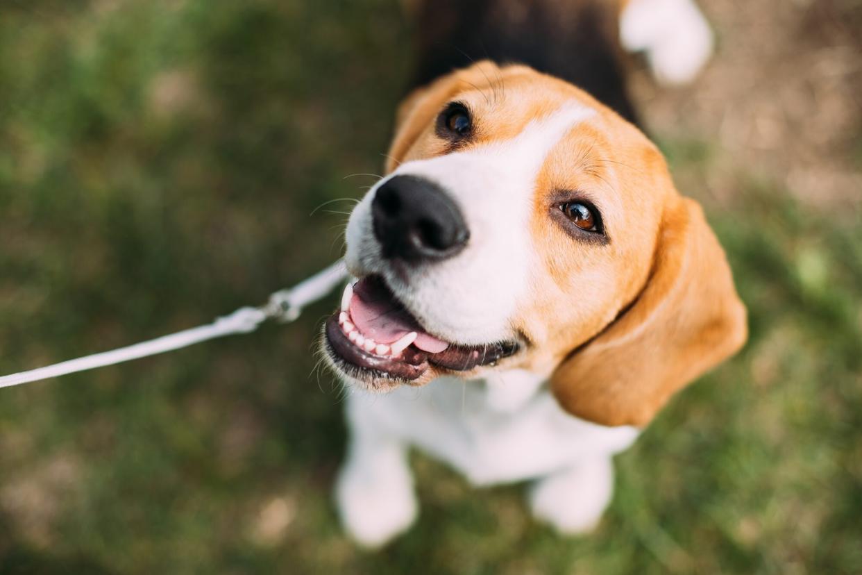 beagle outside on grass with leash looking up at the camera