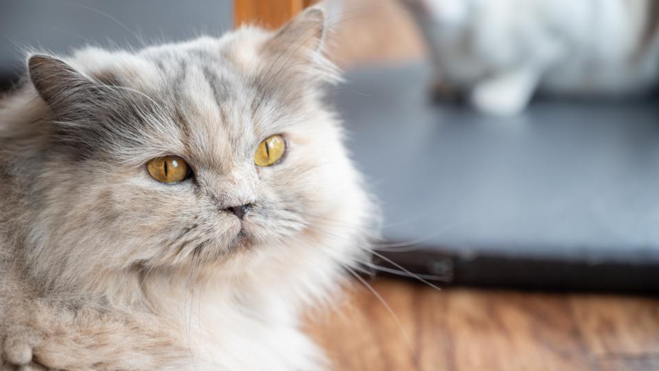 British Longhair