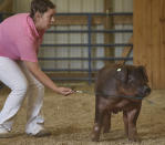 <p>Belle Gee dirigiert ihr Marktschwein beim „4-H & FFA Livestock Judging Contest“ in Canonsburg, USA. Hier werden Tiere prämiert und zum Verkauf angeboten. (Bild: Kevin Goldy/The Daily Independent via AP) </p>