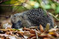 <p>Selbst wenn ein Igel einen Riesenkarton im Keller zur Verfügung gestellt und täglich Hackfleisch mit Ei bekommt, so wird er die freie Wildbahn doch immer der Gefangenschaft vorziehen, die für ihn Stress bedeutet. Igel eignen sich nicht als Haustiere, wollen weder kuscheln noch spielen - auch wenn sie vielleicht so aussehen. Deshalb sollte die häusliche Pflege die Ausnahme-Lösung sein. (Bild: iStock/vyasphoto)</p> 