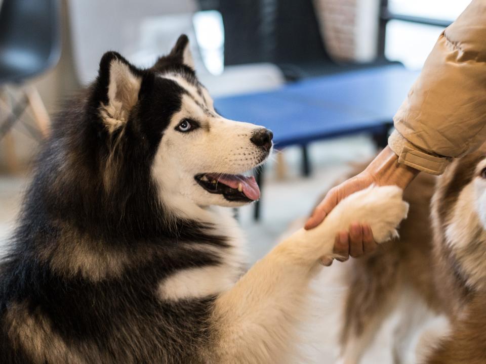 husky dog doing trick giving paw shaking hand