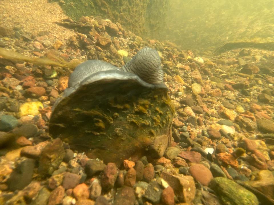 A female winged mapleleaf mussel in display in the fall.