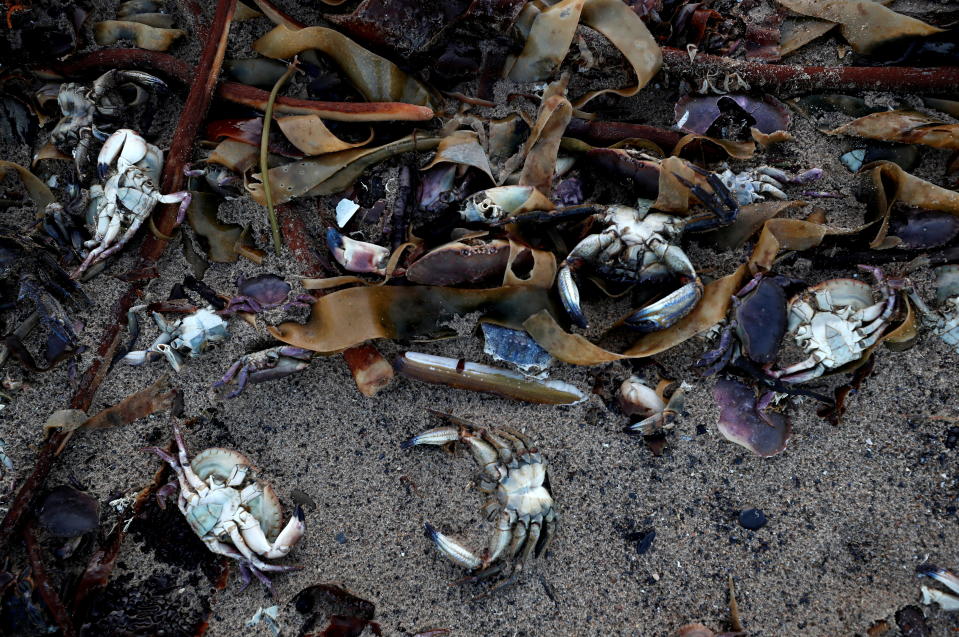 Miles de peces muertos en una playa inglesa antes de la COP26