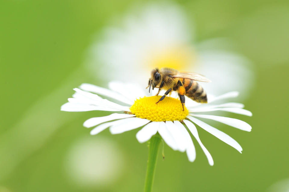 Makroaufnahme einer Biene (Bild: Getty)