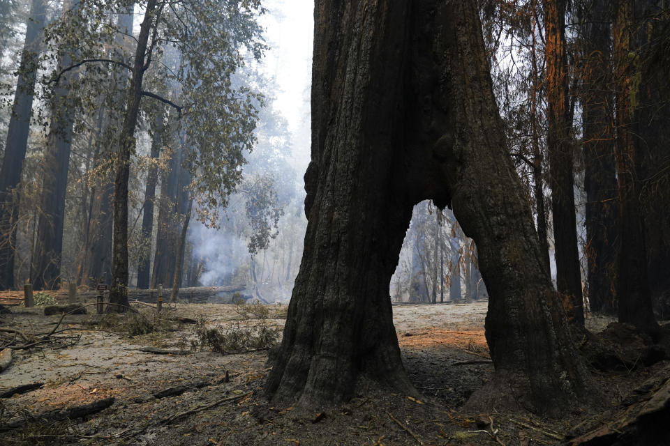 A redwood forest smolders Monday, Aug. 24, 2020, in Big Basin Redwoods State Park, Calif. The CZU Lightning Complex wildfire tore through the park but most of the redwoods, some as old as 2,000 years, were still standing. (AP Photo/Marcio Jose Sanchez)