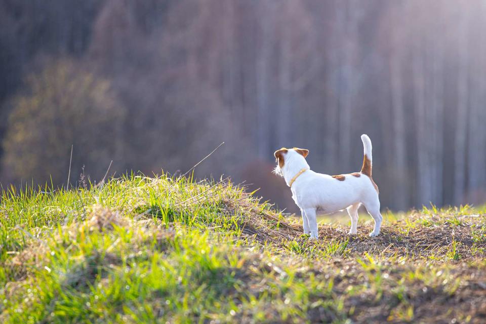 <p>Getty Images</p> Stock image of a Jack Russell terrier