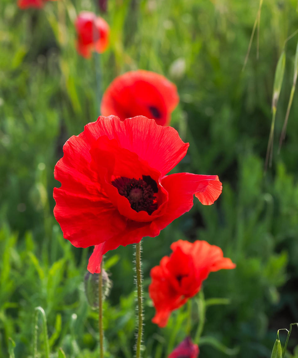 Scarlet flowers of the Wild Flanders poppy