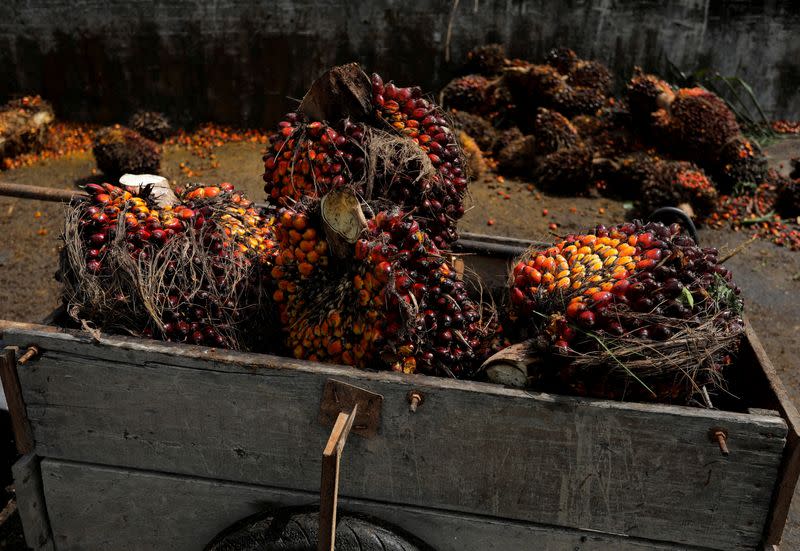 FILE PHOTO: Amid migrant labour shortage lone farmers hurdle to harvest palm fruits in Malyasia