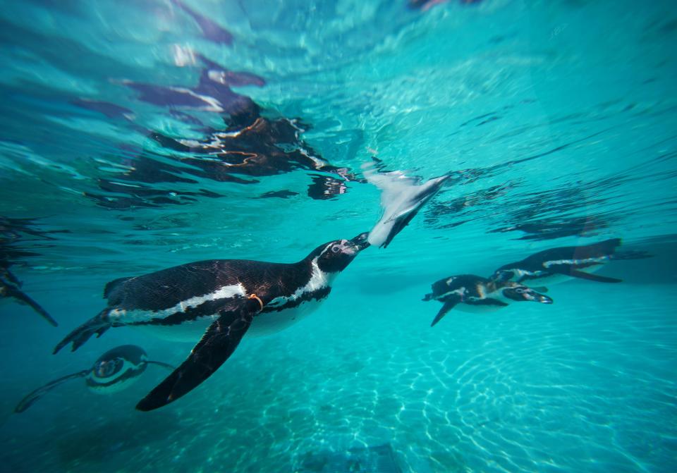 Keepers at the London Zoo keep the Humboldt penguins cool with frozen fish lollies treats during the heatwave on July 18, 2022.