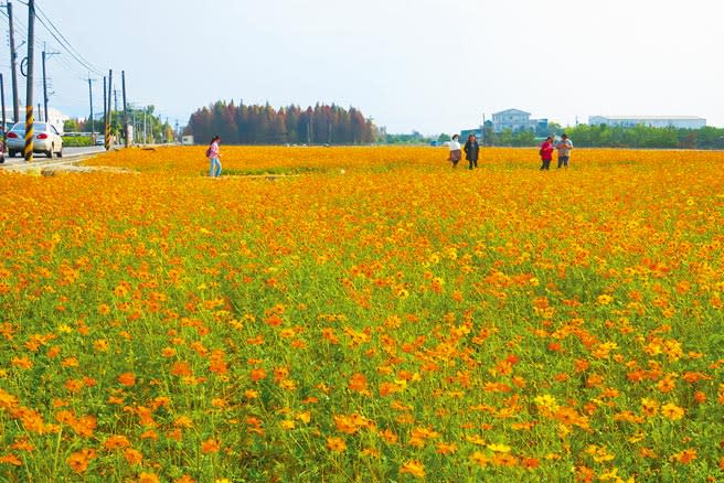 員林市大明里原本的蜀葵花田，今年不種蜀葵花，但改種波斯菊，兩處花田合計逾1.5公頃，其中一片已盛放火紅色花海，與不遠處的落羽松樹林相互輝映。（謝瓊雲攝）