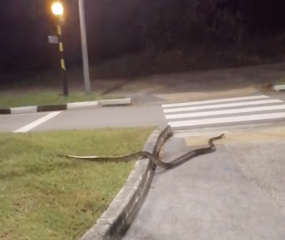 A bus driver in Singapore spied a large python in his path as he was travelling on North Buona Vista Road on 30 October 2021. He immediately stopped and got out to help the snake safely cross the road. Avtar Singh said the python initially went under his bus after he applied the brakes, but the snake came out after around three minutes and continued safely on its way. (Screenshot from Avtar Singh's video)