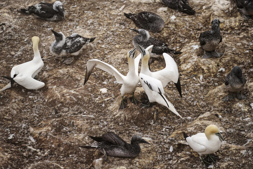 A pair of northern gannet greet each other on Bonaventure Island in the Gulf of St. Lawrence off the coast of Quebec, Canada's Gaspe Peninsula, Monday, Sept. 12, 2022. Northern gannets are considered sentinels of the marine ecosystem. Their struggles to feed and breed in a warming climate are being closely watched by scientists. (AP Photo/Carolyn Kaster)