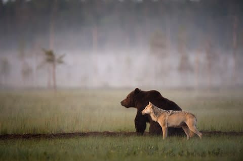 Spot wolves and bears in Finland - Credit: This content is subject to copyright./Lassi Rautiainen/Nature Picture Library