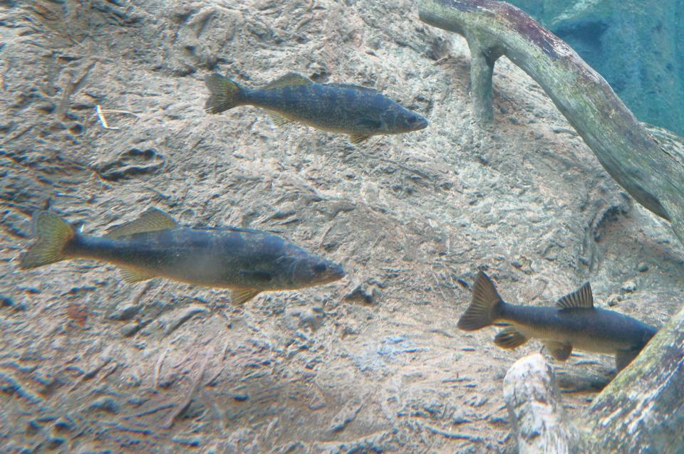 Hay pescados amenazados por la contaminación en el mar.