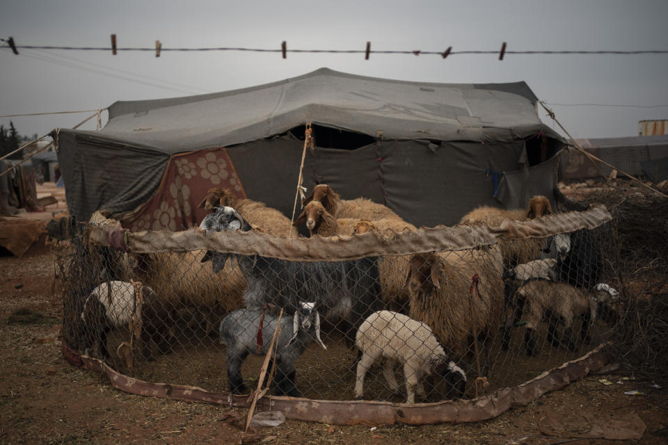 In this Thursday, March 12, 2020 photo, livestock are fenced next to a tent at an informal camp for people displaced by fighting outside of Idlib city, Syria. Idlib city is the last urban area still under opposition control in Syria, located in a shrinking rebel enclave in the northwestern province of the same name. Syria’s civil war, which entered its 10th year Monday, March 15, 2020, has shrunk in geographical scope -- focusing on this corner of the country -- but the misery wreaked by the conflict has not diminished. (AP Photo/Felipe Dana)