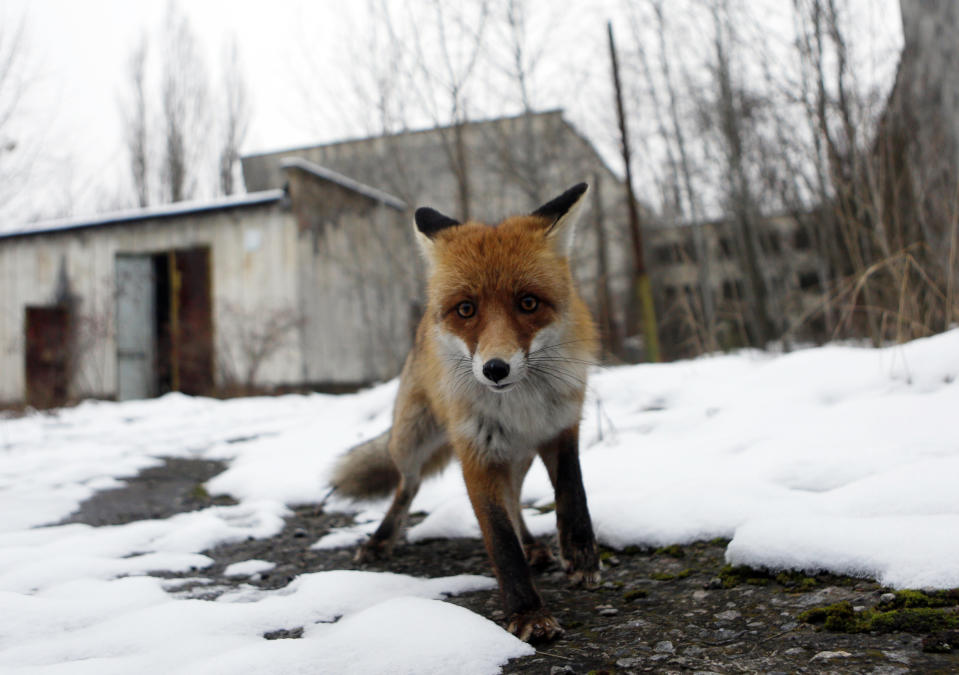 FILE - In this file photo taken on Thursday, Dec. 22, 2016, a fox roams in the deserted town of Pripyat, some 3 kilometers (1.86 miles) from the Chernobyl nuclear plant in Ukraine. To the surprise of many who expected the area might be a dead zone for centuries, wildlife is thriving: bears, bison, wolves, lynx, wild horses and dozens of bird species. According to scientists, the animals were much more resistant to radiation than expected, and were able to quickly adapt to strong radiation. (AP Photo/Sergei Chuzavkov, File)