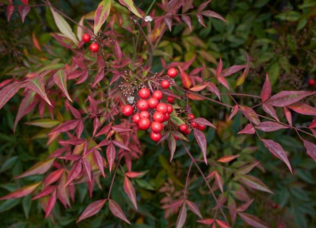 19 Best Winter Plants to Add Color to Your Garden - PureWow