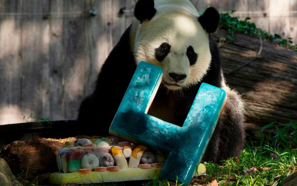 Bei Bei is set to move to China after turning four years old - AFP