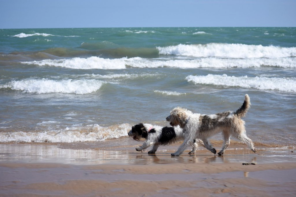 Montrose Beach