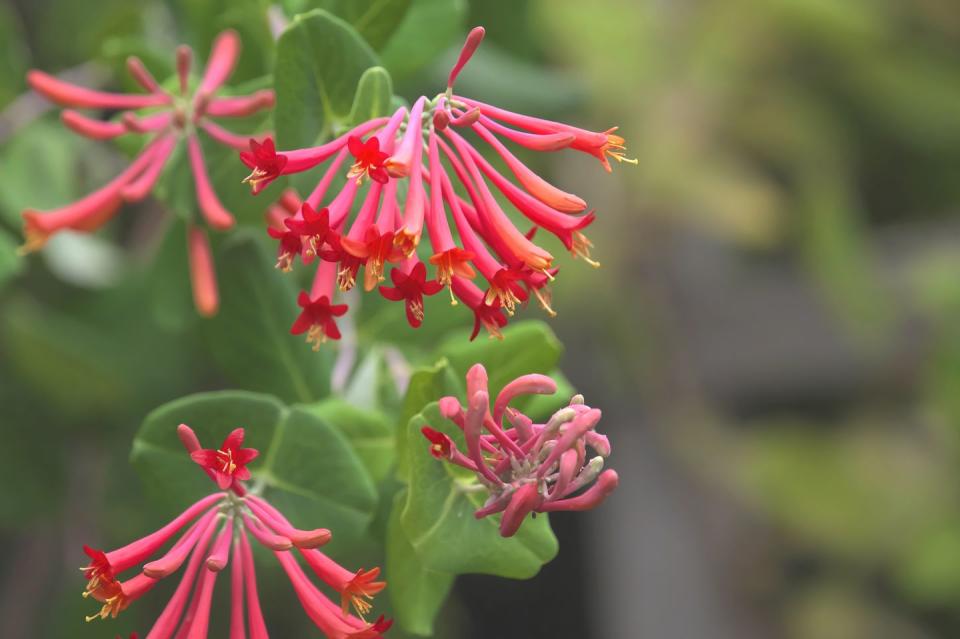 Honeysuckle