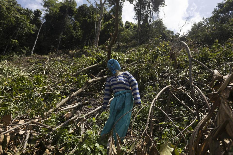 A dummy is erected on a swath of land that has been cleared to make way for a corn plantation in Polewali Mandar, South Sulawesi, Indonesia, Sunday, April 21, 2024. From trees felled in protected national parks to massive swaths of jungle razed for palm oil and paper plantations, Indonesia had a 27% uptick in primary forest loss in 2023 from the previous year, according to a World Resources Institute analysis of new deforestation data. (AP Photo/Yusuf Wahil)