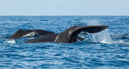 The fluke of a sperm whale sticks out of the sea as it dives among other resting whales off the coast of Mirissa, in southern Sri Lanka, March 29, 2013. REUTERS/David Loh/File Photo