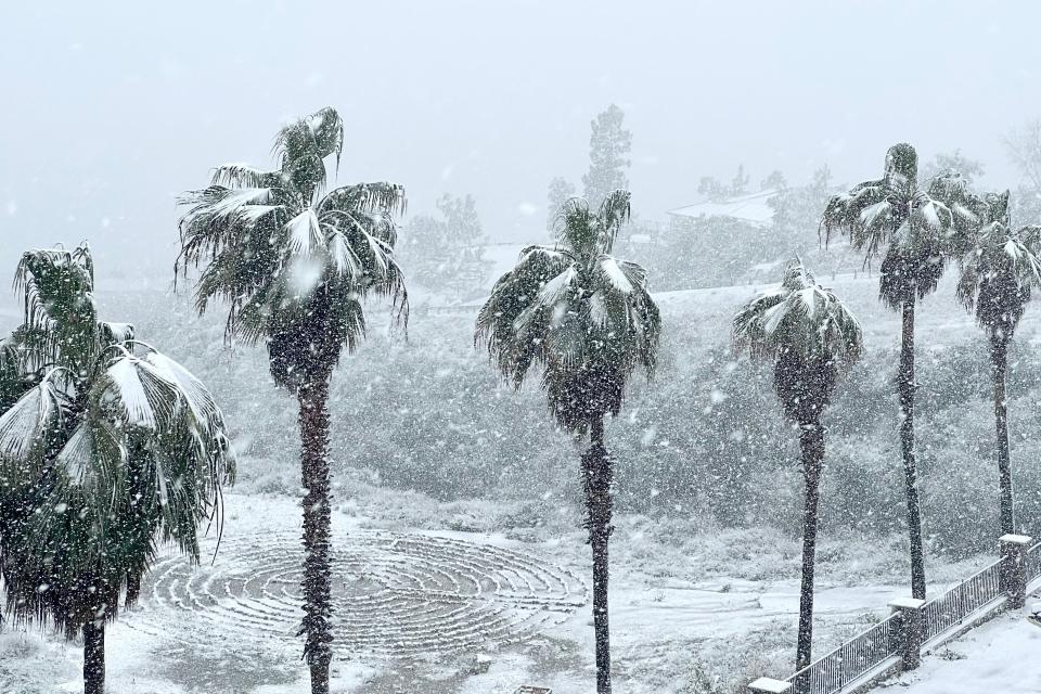 palm trees covered in snow in california blizzard