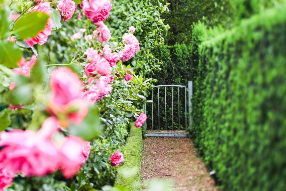 Green fir tree hedges, a metallic garden gate and pink roses