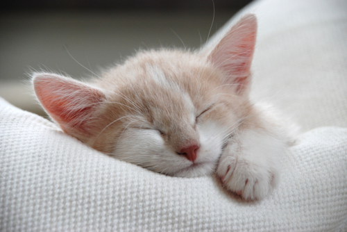 kitten sleeping