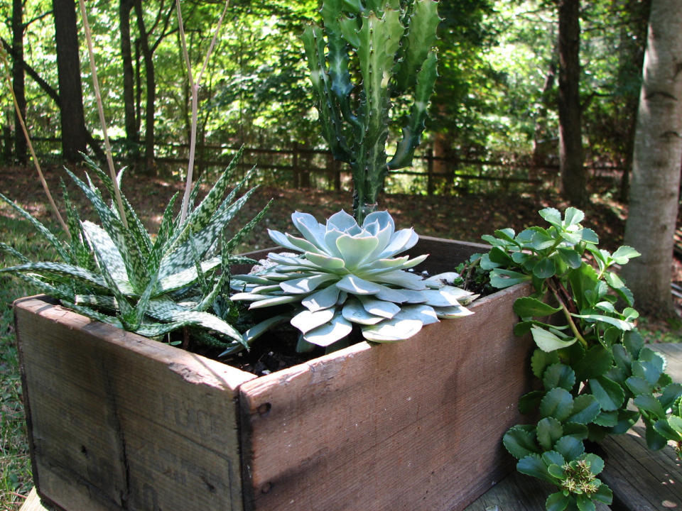 This undated publicity photo provided by Justincave.com shows a Napa Valley wine box re-purposed into a sedum container. Common household items can become easy, eco-friendly ways to give your garden a boost without breaking the bank. AP Photo/Justincave.com, Justin Cave)
