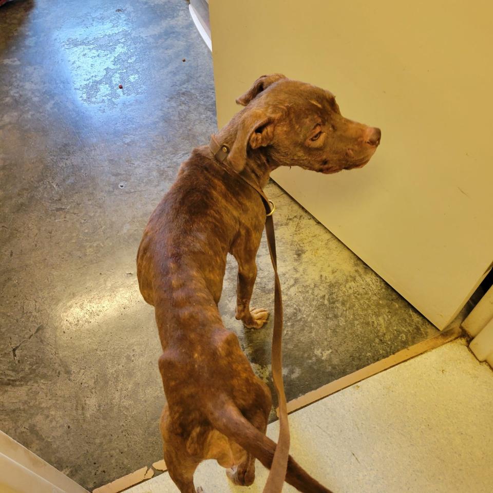 This dog was seized Wednesday morning from a condemned residence in the 800 block of Danwood Road.