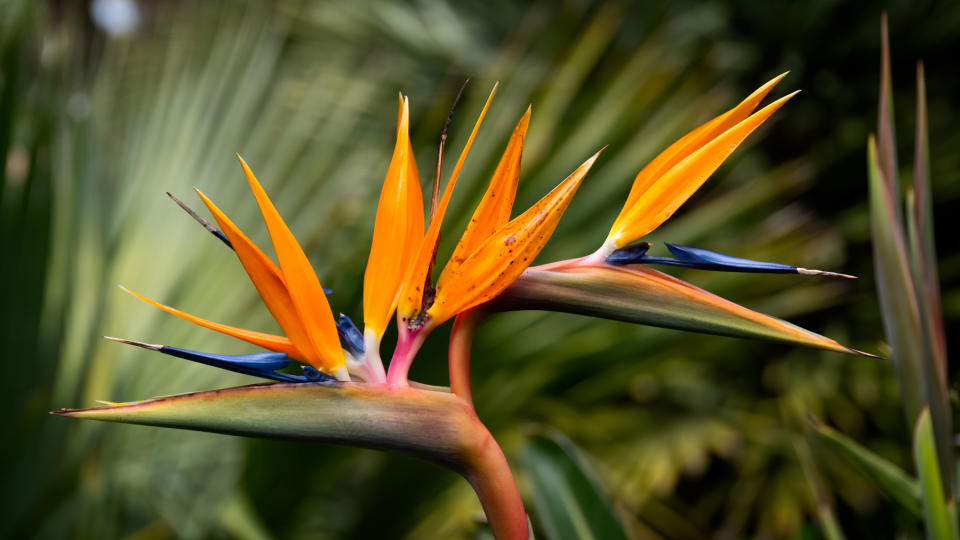 BIRD OF PARADISE