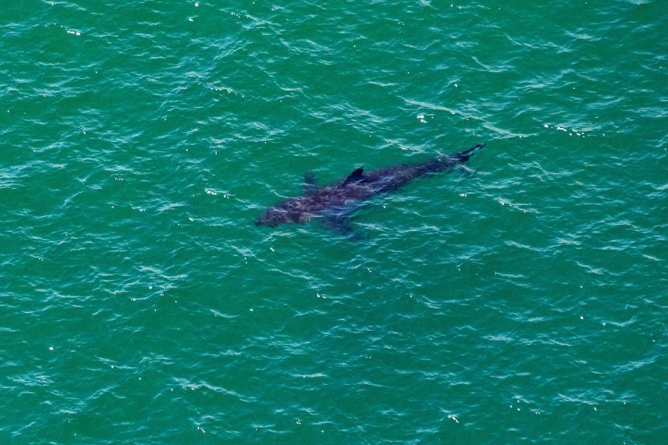 A great white shark swims off the coast of Massachusetts (AFP via Getty Images)