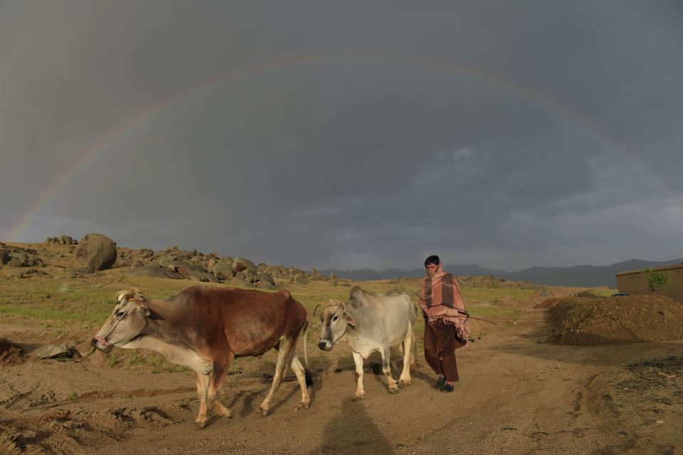 <p>An Afghan man leads his cows as a rainbow forms in the background in Daykundi province on May 11, 2016.<br> Nili, the capital of Daykundi, one of the thirty-four provinces of Afghanistan, is located about 310 kilometres west of Kabul. (Photo: Shah Marai/ AFP/Getty Images) </p>