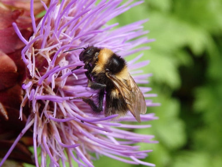 A bumblebee foraging on a purple flower (Author's own photograph)