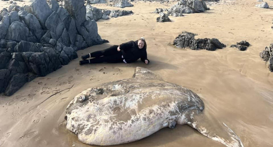 The sunfish beached at Petrel Cove in South Australia. Dani Brown lies behind it, showing she is much smaller than the fish.