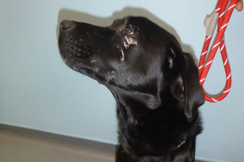 Buddy the labrador was found with multiple scars from fighting which appeared to have happened on more than one occasion -Credit:RSPCA