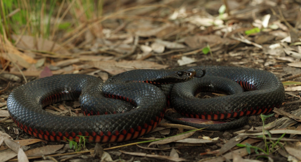 The red-bellied black snake on the ground.