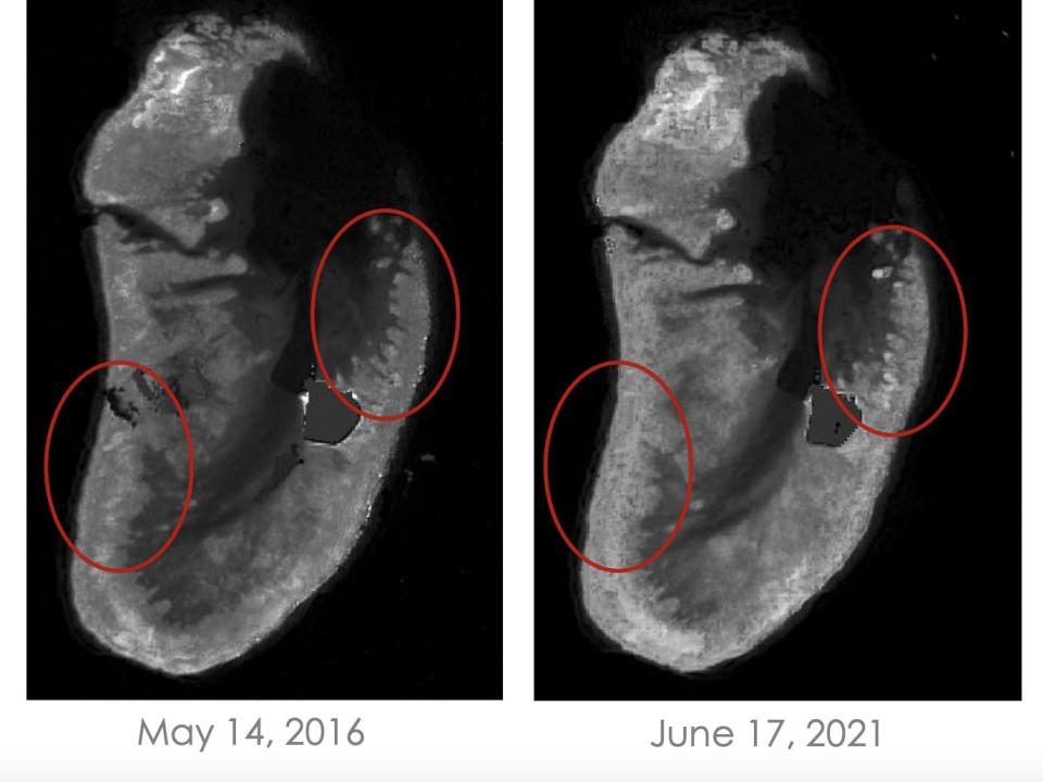 The loss of dark areas indicate the growth of algae in the last 5 years.