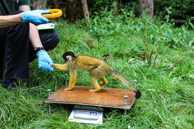 Erdmännchen auf der Waage, Tiger am Maßband: Inventur im Londoner Zoo