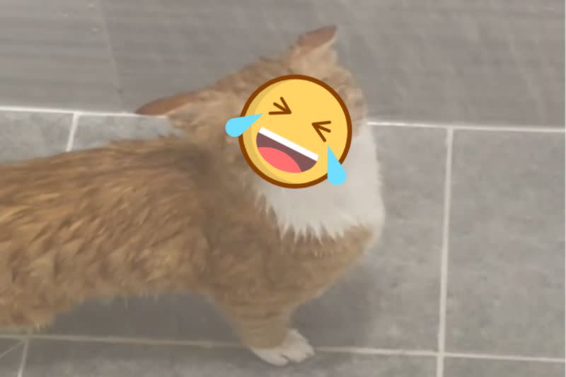▲韓國一隻橘白貓喜歡在蓮蓬頭底下喝水！（圖／IG帳號cat_daon__）