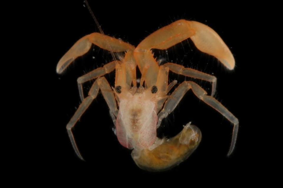The new species was named after its spine-covered claw arms, researchers said. Photo by Hiroki Nakajima