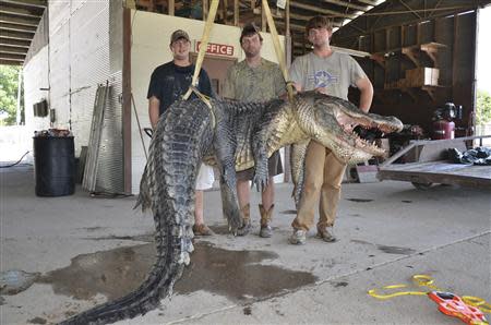 Mississippi Department of Wildlife, Fisheries and Parks photo shows Cole Landers (L), Dustin Bockman (C), and Ryan Bockman (brother of Dustin) pictured with their record setting alligator weighing 727 pounds (330 kg), and measuring 13 feet (3.96 m) taken in Vicksburg, Mississippi on September 1, 2013 and released on September 3, 2013. REUTERS/Ricky Flynt/Mississippi Department of Wildlife, Fisheries and Parks/Handout