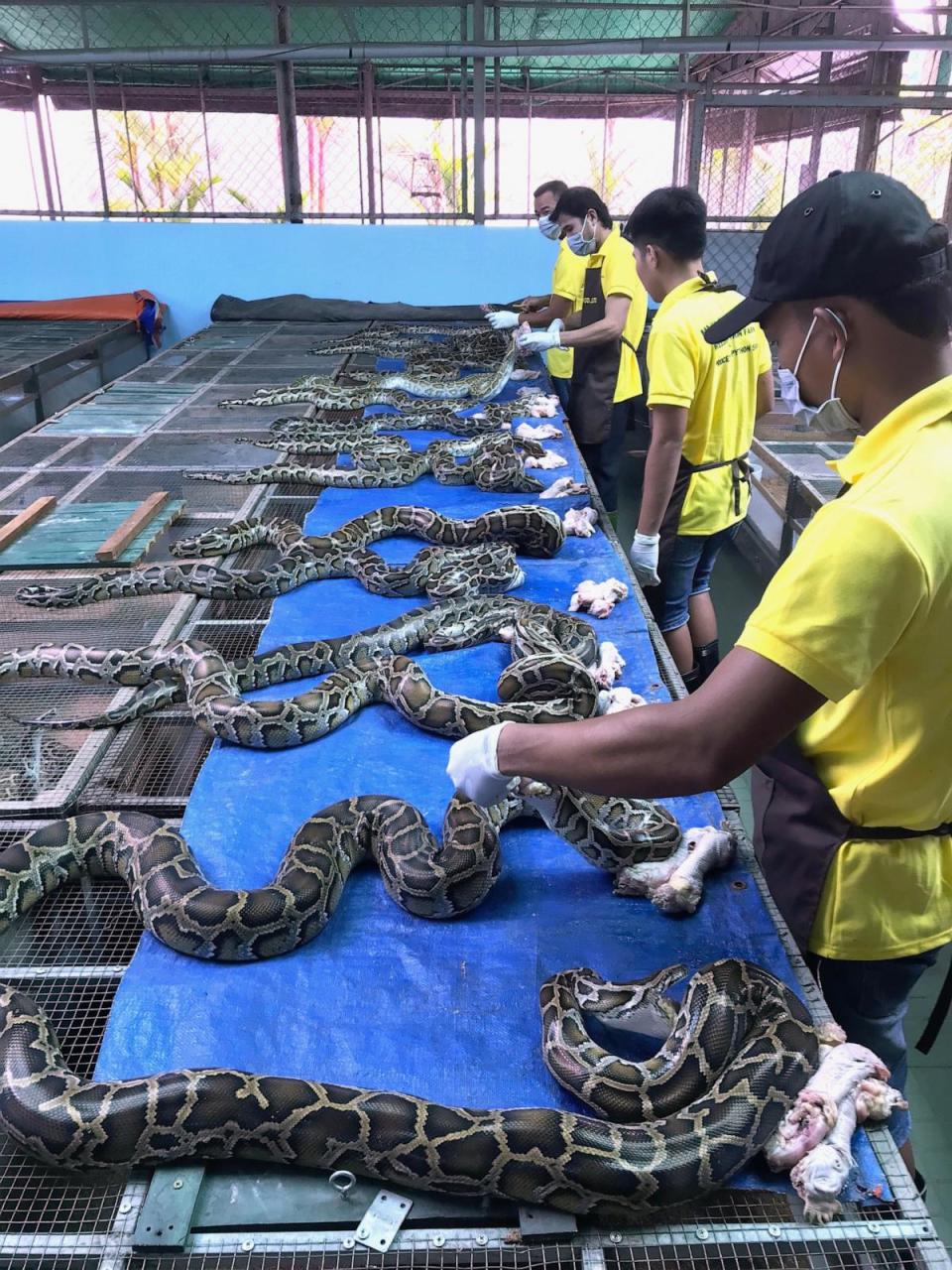 PHOTO: Scientists observed python farms in Thailand and Vietnam over a 12-month period to determine whether snake meat would be a more sustainable source of meat. (People for Wildlife)
