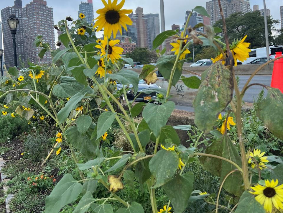 sunflowers esplanade